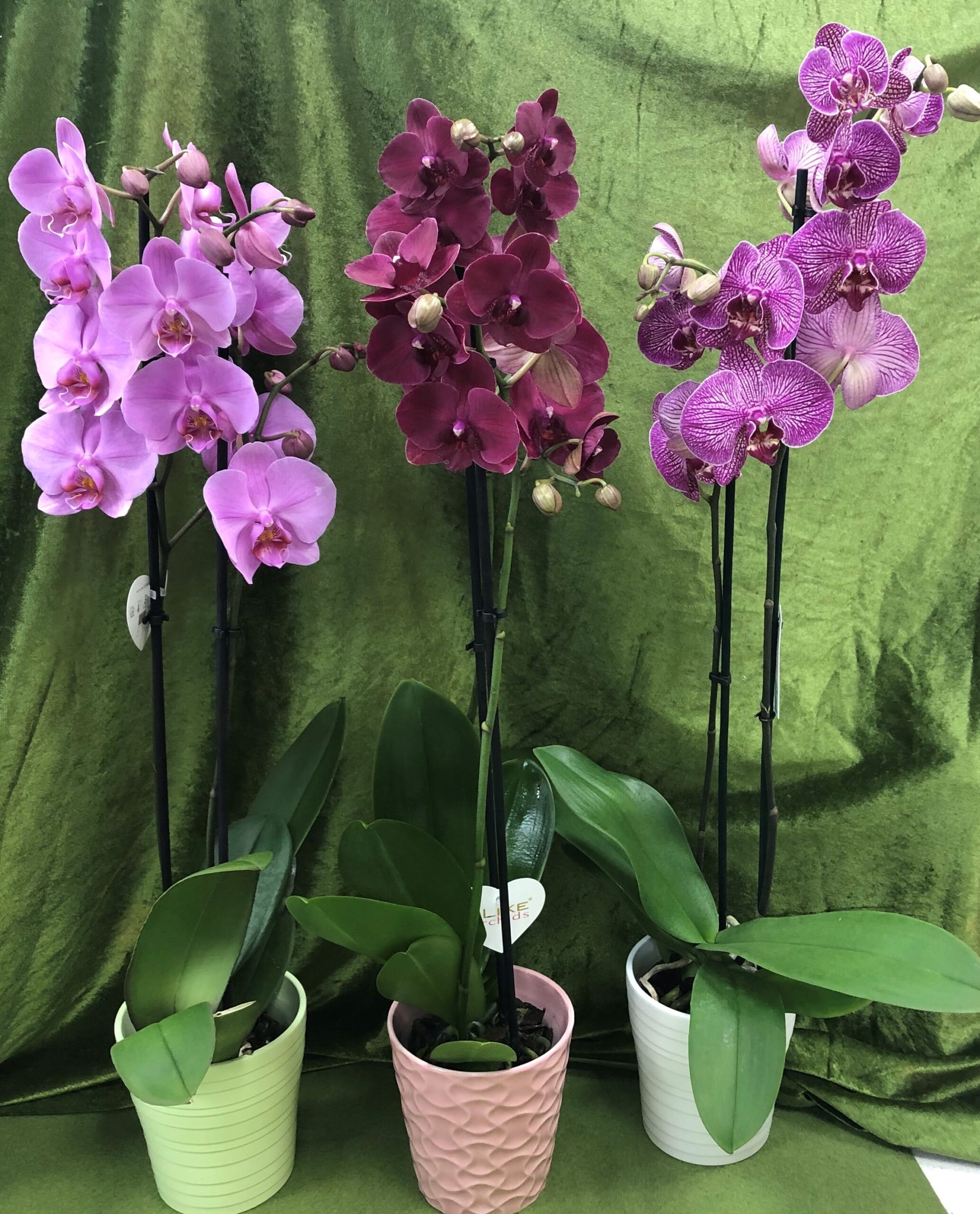 Orchidea phalaenopsis con vaso a domicilio - 🌷 Asso di Fiori Anzio