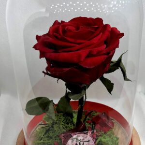 Tonsooze La Bella e La Bestia Rosa Eterna, Rose Incantate, Cupola